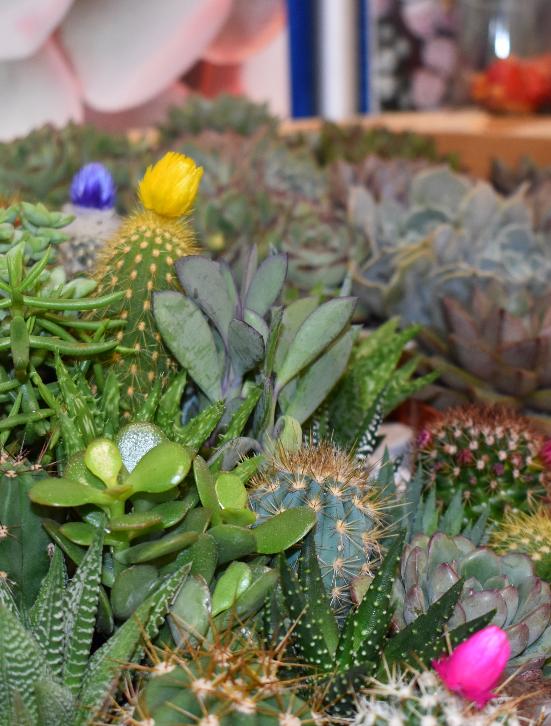 Succulent Planting Class