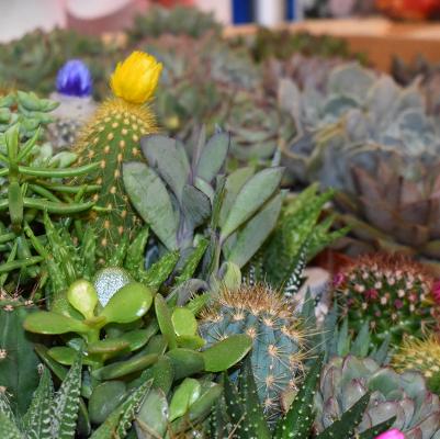 Succulent Planting Class